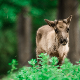 Vítání do smečky: brněnská zoo představí návštěvníkům letošní mláďata